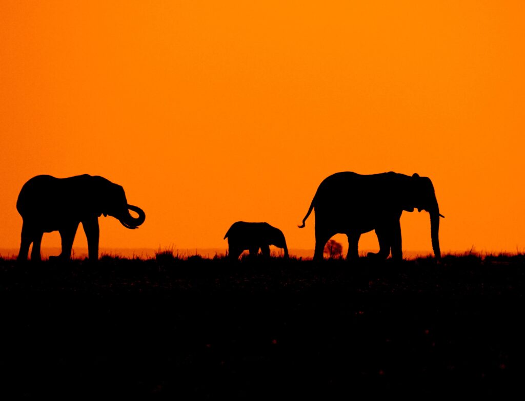best tour operators in Tanzania