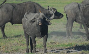 Unforgettable Lodge Safaris Northern Circuit TTSL 013
