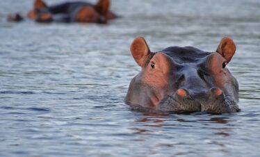 Plan Your Saadani National Park TTSL 076 Safari Today
