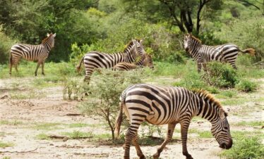 Adventure Camping Safaris in Tanzania with Taheri Tours