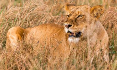 Lioness safari tours in Tanzania