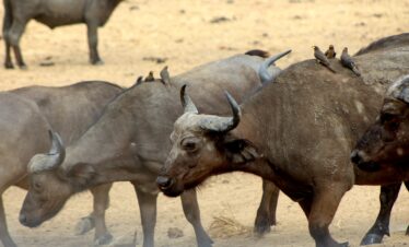 Explore Wildlife at Mikumi National Park TTSL 051