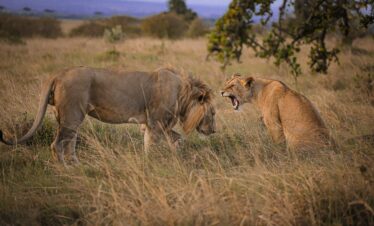Fly Safaris Adventure to Manyara & Serengeti National Parks