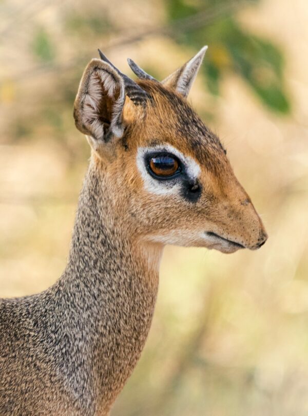 Adventure Camping Safari