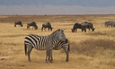 Experience the best Northern Circuit lodge safaris with Taheri