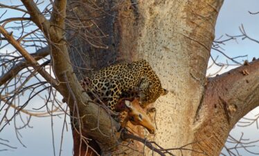 Unforgettable Ruaha & Mikumi Safari – TTSL 056