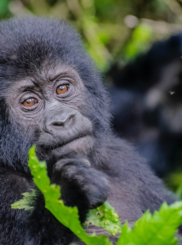 best luxury safari tours in Tanzania