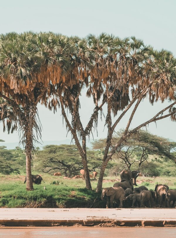 Tanzania's Natural Wonders on an Adventure Camping Safari