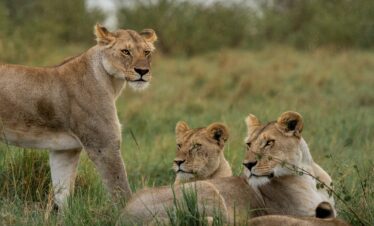 4 Days Masai Mara Budget Safari