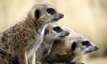 East Africa Special Safari – Kenya