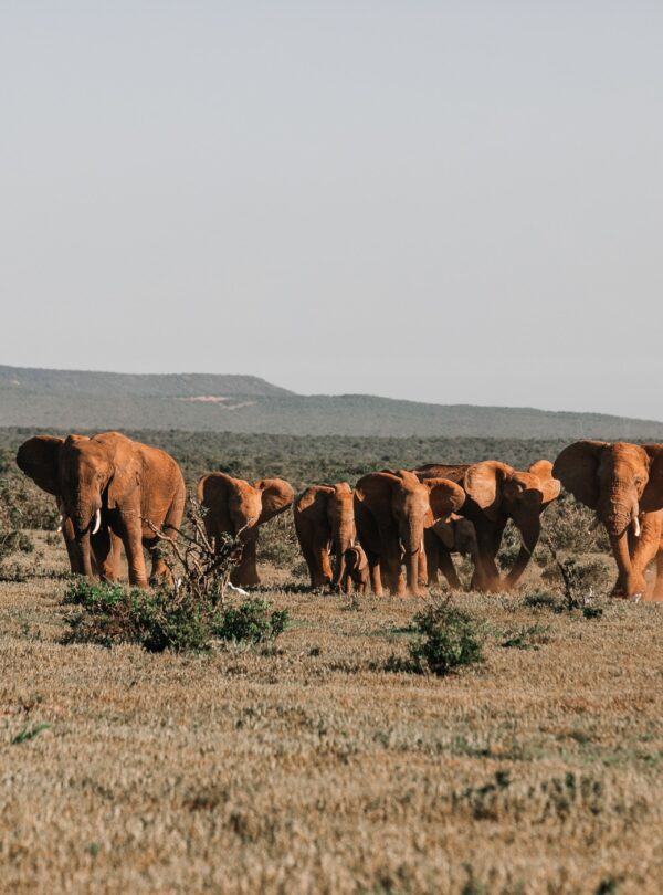 Tanzania with Our Tours and Safaris Packages