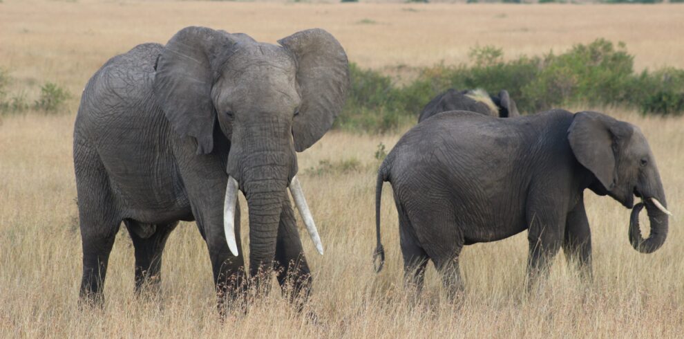 Kenya luxury beach holidays